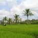 2005_indonesiatrip_320_2